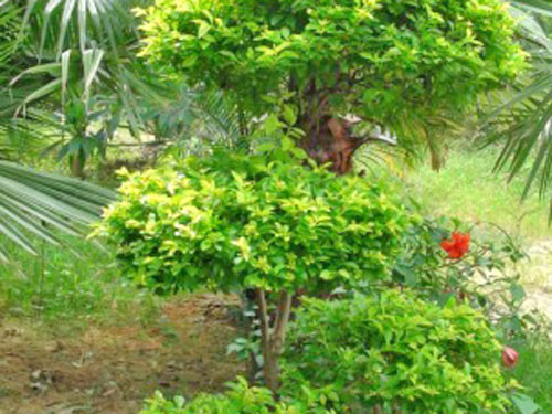 黃金葉